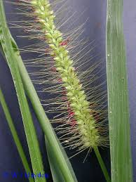 Image result for Setaria parviflora