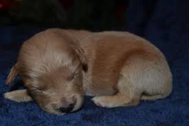 With puppy mills churning out cheap goldendoodle puppies, it's not uncommon to find them up for rescue. Goldendoodle Puppies For Sale Cincinnati Oh