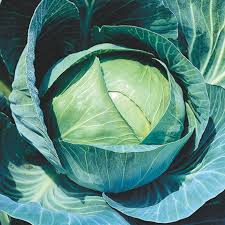 In zone 8 and warmer, if you want a winter crop of cabbage, sow outside in early fall. Stonehead Hybrid Cabbage Cabbage Seeds From Gurney S