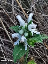 Image result for Leucas neuflizeana