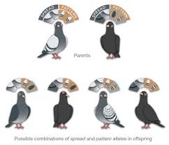 Pin On Pigeon Color Genetics