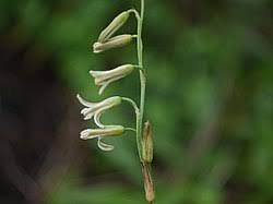 Image result for Dipcadi marlothii