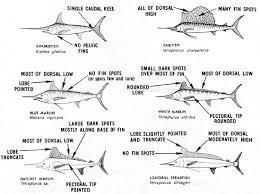 Long, slim fish with broad depressed head; Saltwater Fish Species South Atlantic Gulf Of Mexico And Caribbean Florida Go Fishing