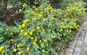 Image result for Reinwardtia indica