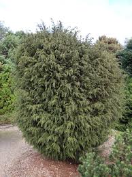 Image result for Humularia descampsii