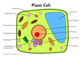 Savesave label plant cell for later. Label The Plant Cell Worksheets Sb11867 Sparklebox