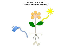 Plant Diagram No Labels Spanish4kiddos Educational Services Free Craft Patterns Craft Patterns Crafts