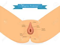 膣の解剖学.外陰部のきれいなイラスト。のイラスト素材・ベクター Image 59850821