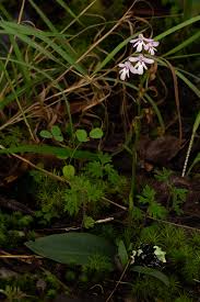 Image result for Cynorkis debilis