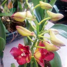 Harga bibit anggrek bulan mini (dewasa siap berbunga) rp67.000. Jual Tanaman Bunga Anggrek Aneka Warna Agro Bibit Id