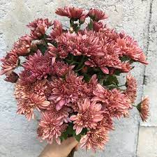 Pin On Heirloom Chrysanthemums