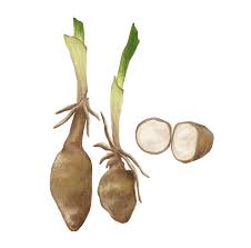 Image result for Habenaria clavata