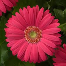 Image result for Gerbera