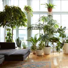 This exotic houseplant is surprisingly easy to grow. Our Favorite Houseplants Seattle S Favorite Garden Store Since 1924 Swansons Nursery