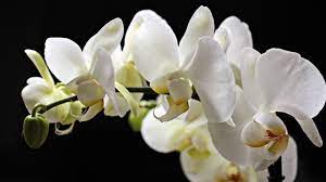 South america wild flowers orchids flora american nature plants uni wildlife. Colombia Has The Largest Number Of Orchids In The World Cgtn America