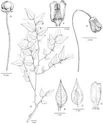 Image result for Phyllanthus bernierianus