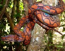Rainbow Boa - A-Z Animals