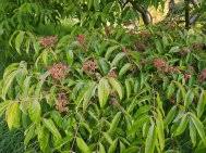 Image result for Tetradium glabrifolium