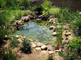 Natural Koi Pond With Waterfall And Tropical Plants Www Lonestaraz Com Garden Pond Design Ponds Backyard Pond Design