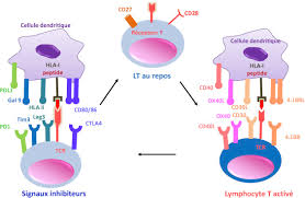 Immunoth?rapie cancer poumon stade 4. Immunotherapie Des Cancers Rationnel Et Avancees Recentes Sciencedirect