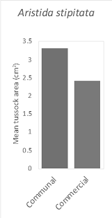 Image result for Aristida stipitata