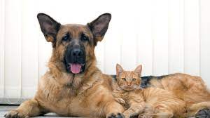 Florida german shepherd puppies is proud to be german shepherd breeder in tallahassee, fl. Report Craigslist Animal Stories And Scams Animal Legal Defense Fund