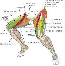 The other branch of the popliteal artery from the back of the knee, it supplies blood to the muscles of the leg and foot. Muscles Of The Leg And Foot Classic Human Anatomy In Motion The Artist S Guide To The Dynamics Of Figure Drawing