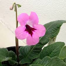 Image result for Streptocarpus sp.nov. aff. S. grandis
