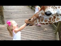 Piper Short Movie Youtube Monkeys Funny Zoo Animals Baby Animal Videos