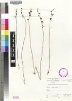 Image result for Utricularia welwitschii