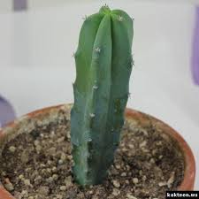 Myrtillocactus Geometrizans Kaktus Pflanzen Sukkulenten