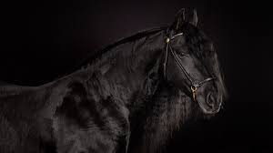 Maybe you would like to learn more about one of these? Download Free Black Horse Backgrounds Download Free Black Horse Hd Wallpaper Download 1920x1080 Download Hd Wallpaper Wallpapertip