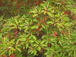 Image result for Andrachne