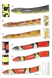 Kingsnakes Of Louisiana There Are 5 Different Species Of