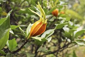 Flower buds will fail to form if day temperatures are higher. Deadheading Gardenias How To Deadhead A Gardenia Bush For Continued Blooms