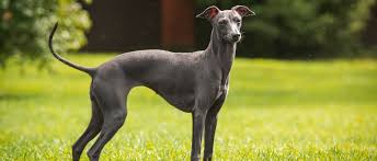 Sammlung von isabelle • zuletzt aktualisiert: Italienisches Windspiel Im Rasseportrait Edogs