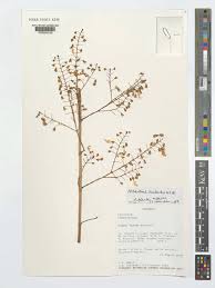 Image result for Coleus kapatensis