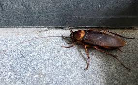 How do bed bugs get into. Southlake Tx Pest Control Pest Management For Texas Properties