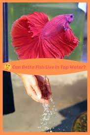 Can Betta Fish Live In Tap Water In 2020 Betta Fish Betta Fish