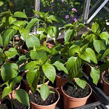 Auch im gewächshaus gedeiht die paprika sehr gut. Paprika Pflanzen Und Pflegen Worauf Es Wirklich Ankommt Stern De