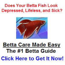 Types Of Betta Fish