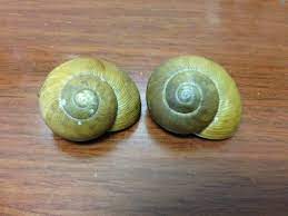 Slug Snail Spirit Animal Folklore And Symbolism