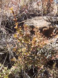 Image result for Myrothamnus flabellifolius