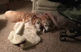 Browse thru thousands of labrador retriever dogs for adoption in california, usa area, listed by dog rescue organizations and individuals, to find your match. Sclrr