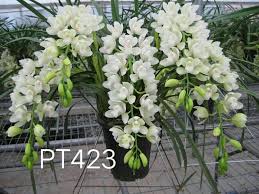 Image result for Cycnium jamesii