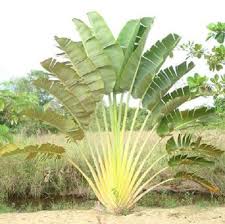 Travelers Palm Bird Of Paradise Travelers Palm Ravenala Madagascariensis Sometimes Called Traveler S Tree Not A Palm The Trunk Gives It That Appear Closely Rela Baume Pflanzen Pflanzen Reisen