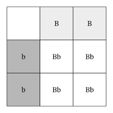 The various possible combinations of their gametes are encapsulated in a tabular format. Lesson Explainer Monohybrid Inheritance Nagwa