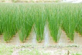 Image result for Juncus