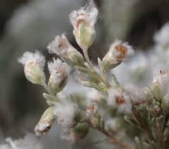 Image result for Eriocephalus racemosus