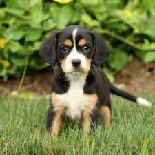 greater swiss mountain dog mix puppies for sale greenfield